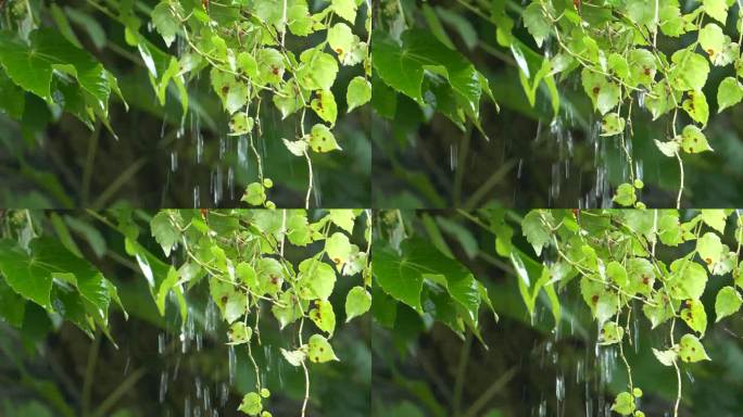 大雨倾盆水从绿色树叶落下，升格镜头慢动作