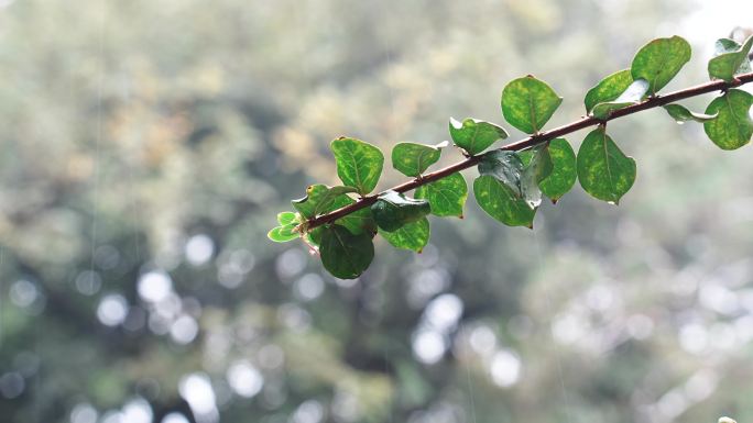 雨中树枝