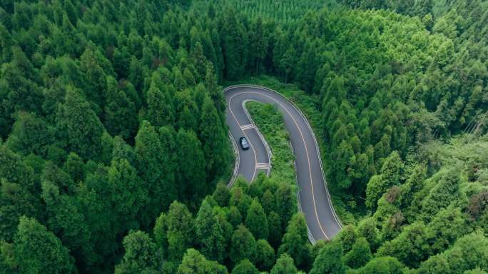 汽车在森林路上行驶
