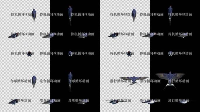 写实燕子动画素材