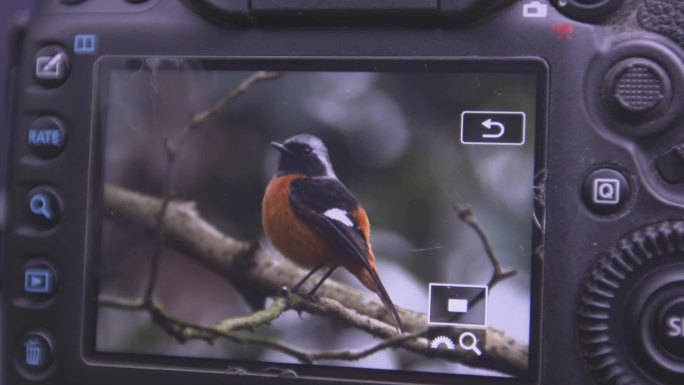 朱家湾林盘照相机中的北红尾鸲 鸟类