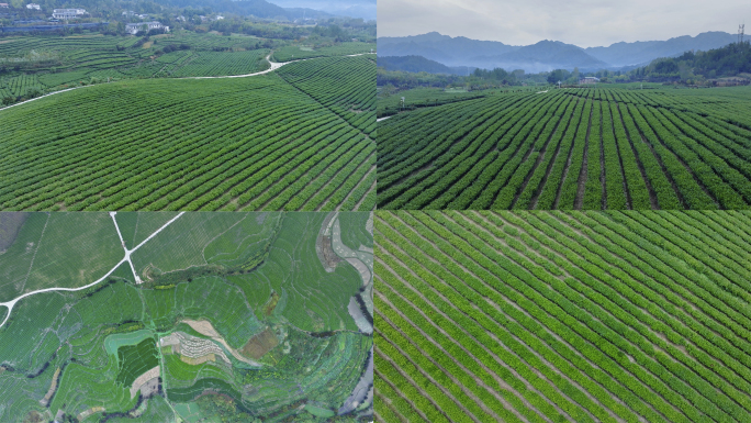 秦岭茶园