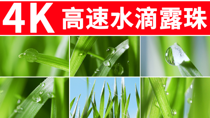 露珠
