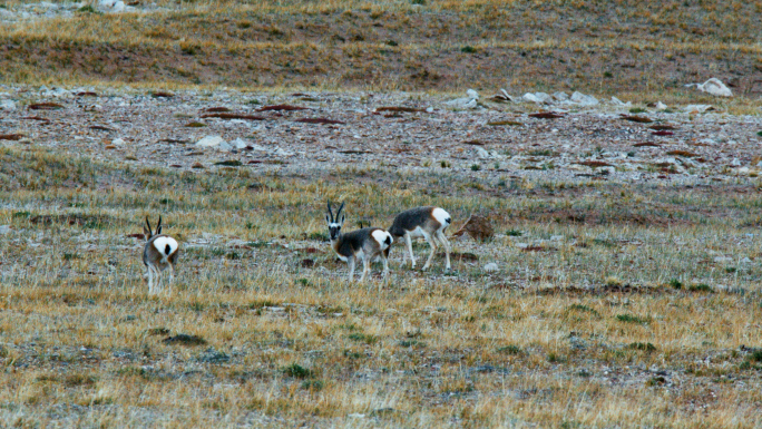 高原吃草觅食的野生动物藏原羚