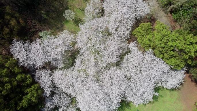 空中无人机拍摄的上海共青森林公园美丽的樱花林，人们在树下的绿草地上玩耍，4k实时镜头高角度视角。