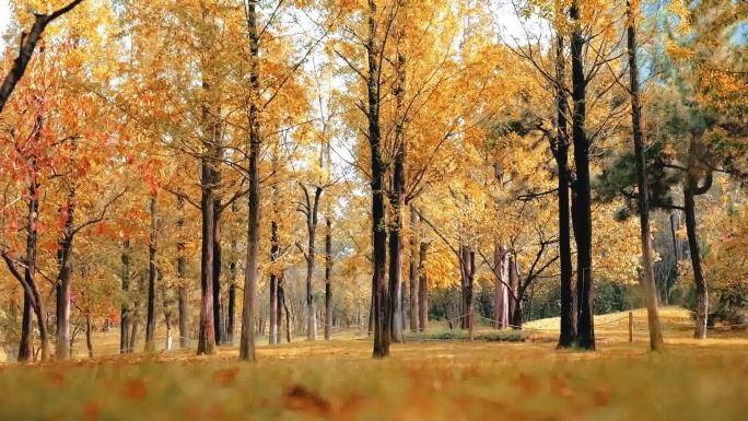 秋天里的树林秋景
