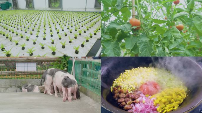 生态农业和生态养殖