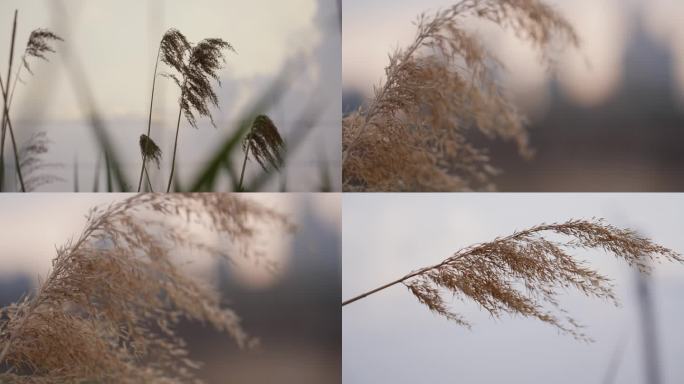 黄昏唯美抒情叙事空镜芦苇荡芦苇草特写