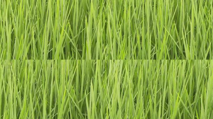 绿色稻苗
