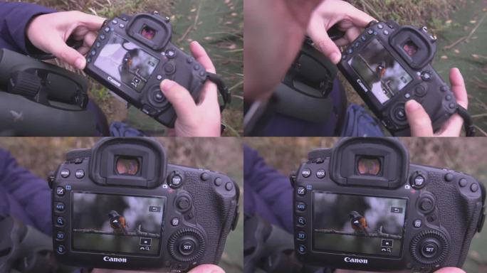 朱家湾林盘照相机中拍摄的鸟  北红尾鸲