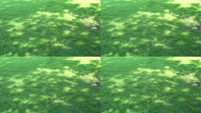 草地上夏天树木的影子