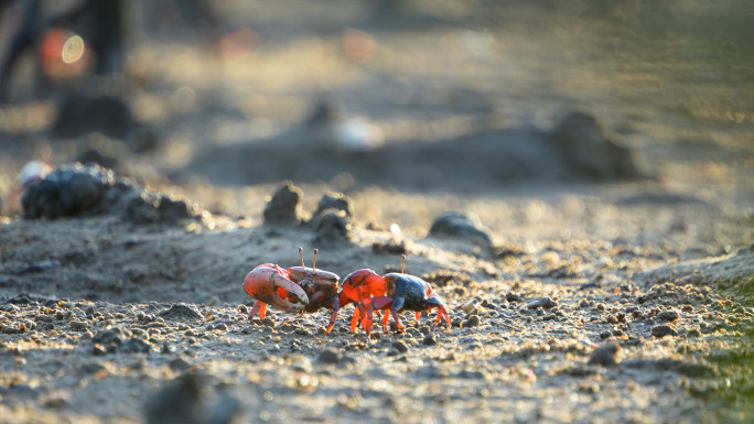 招潮蟹 螃蟹合集