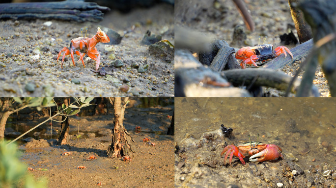 招潮蟹 螃蟹合集