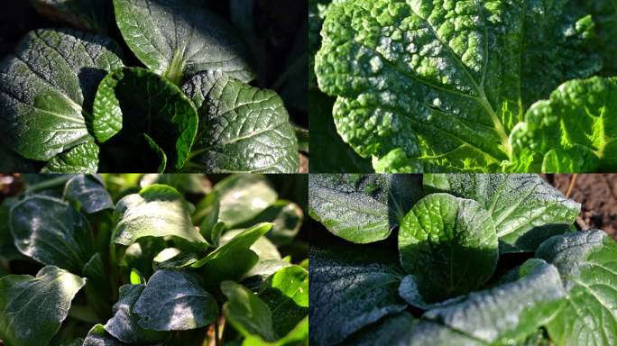 【4K原创商用】霜降冰晶结霜霜冻融化