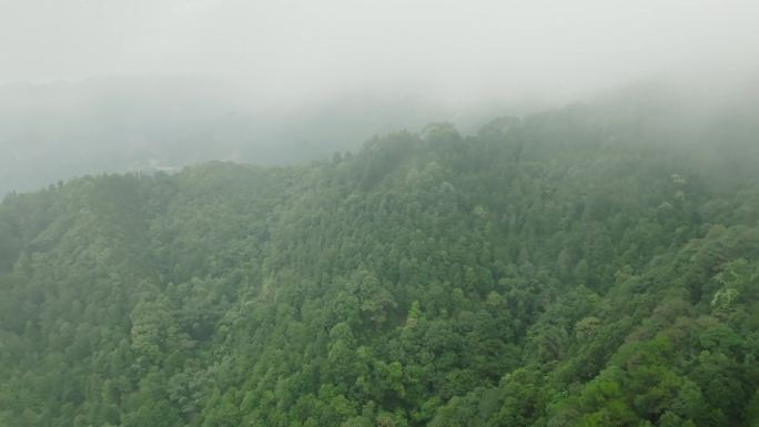 茶山 六堡茶 六堡镇 青山绿水