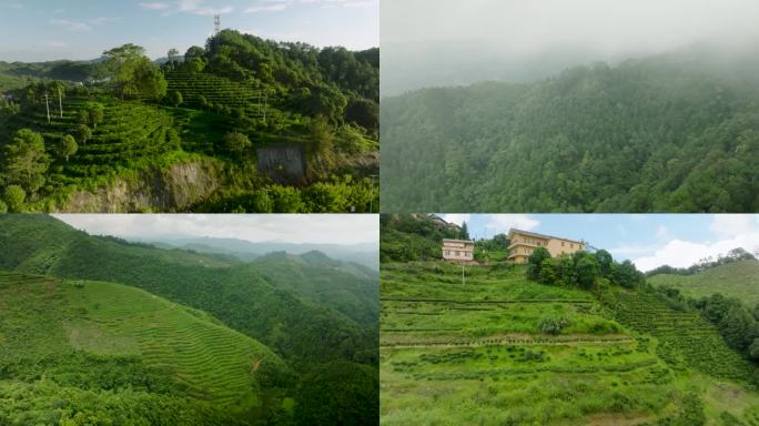 茶山 六堡茶 六堡镇 青山绿水