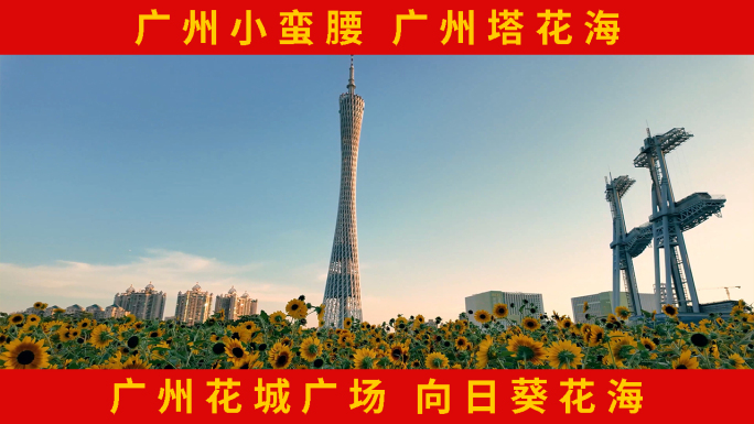 广州塔 向日葵 花海 广州花海 花城广场