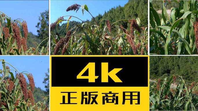 酱酒红高粱农业高粱粮食丰收酿酒白酒