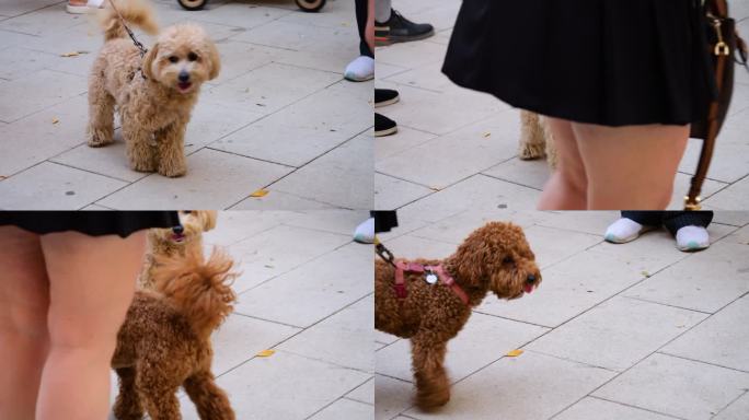 在街上遇见并认识了两只贵宾犬。