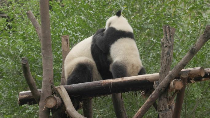 两只大熊猫在绿色森林里木质平台上玩耍