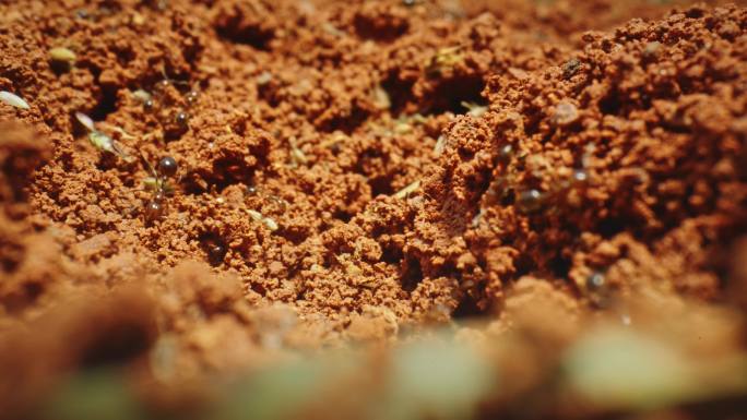 【正版素材】红火蚁蚂蚁蚁巢蚁穴9170