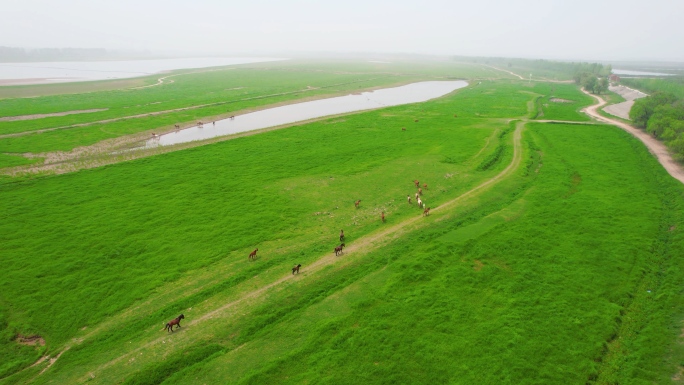 湿地河滩牧马放羊，马在河边吃草