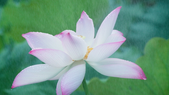 荷花 白莲花