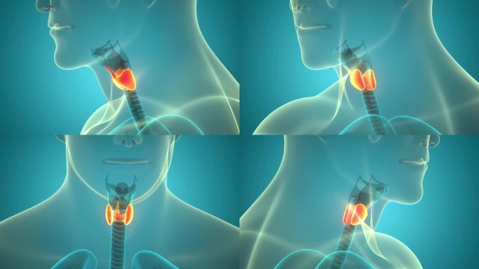 人体腺体甲状腺解剖动画概念