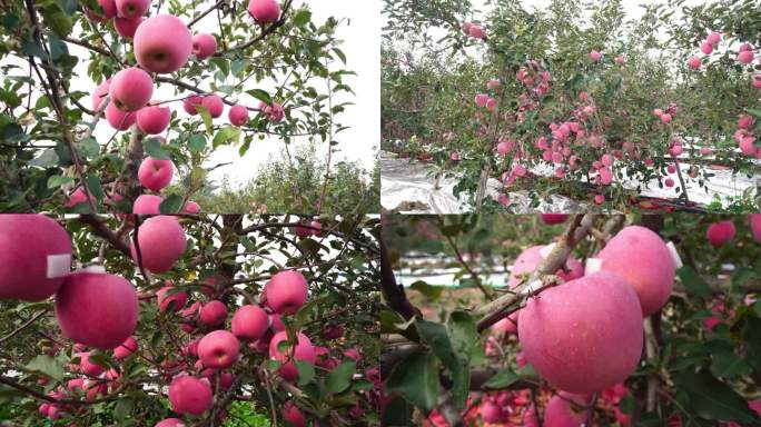 烟台红富士苹果 响富苹果 全红苹果