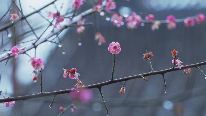 雨中的梅花