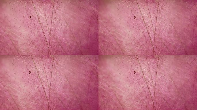 秋天的粉黛乱子草