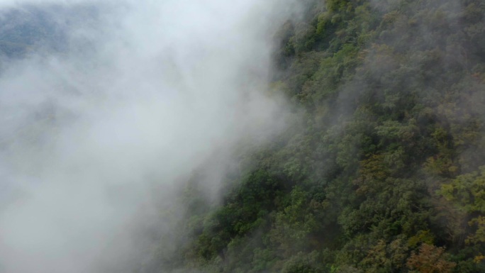 森林 光影云雾天然氧吧清晨山间云雾大自然