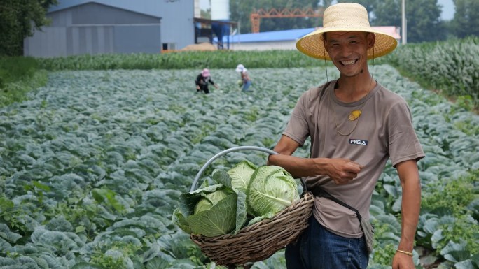 甘蓝（大头菜）采收