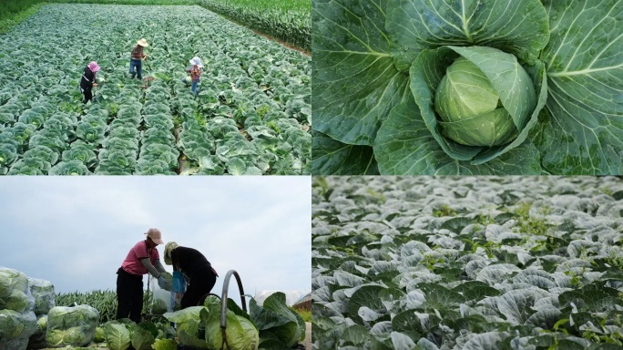 甘蓝（大头菜）采收
