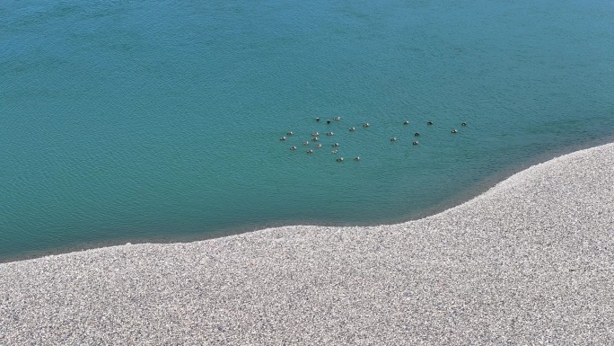 襄阳汉江国家湿地公园飞鸟群鸟类自然风光