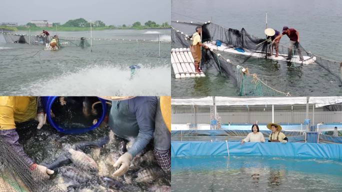 罗非鱼吊水罗非鱼养鱼塘养殖