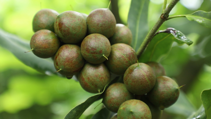 澳洲坚果、果园航拍