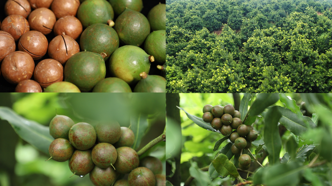 澳洲坚果、果园航拍