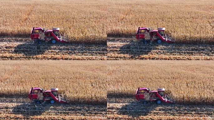 玉米地正在作业的收割机