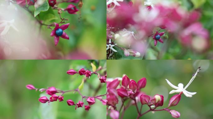 海州常山 香楸 臭芙蓉2