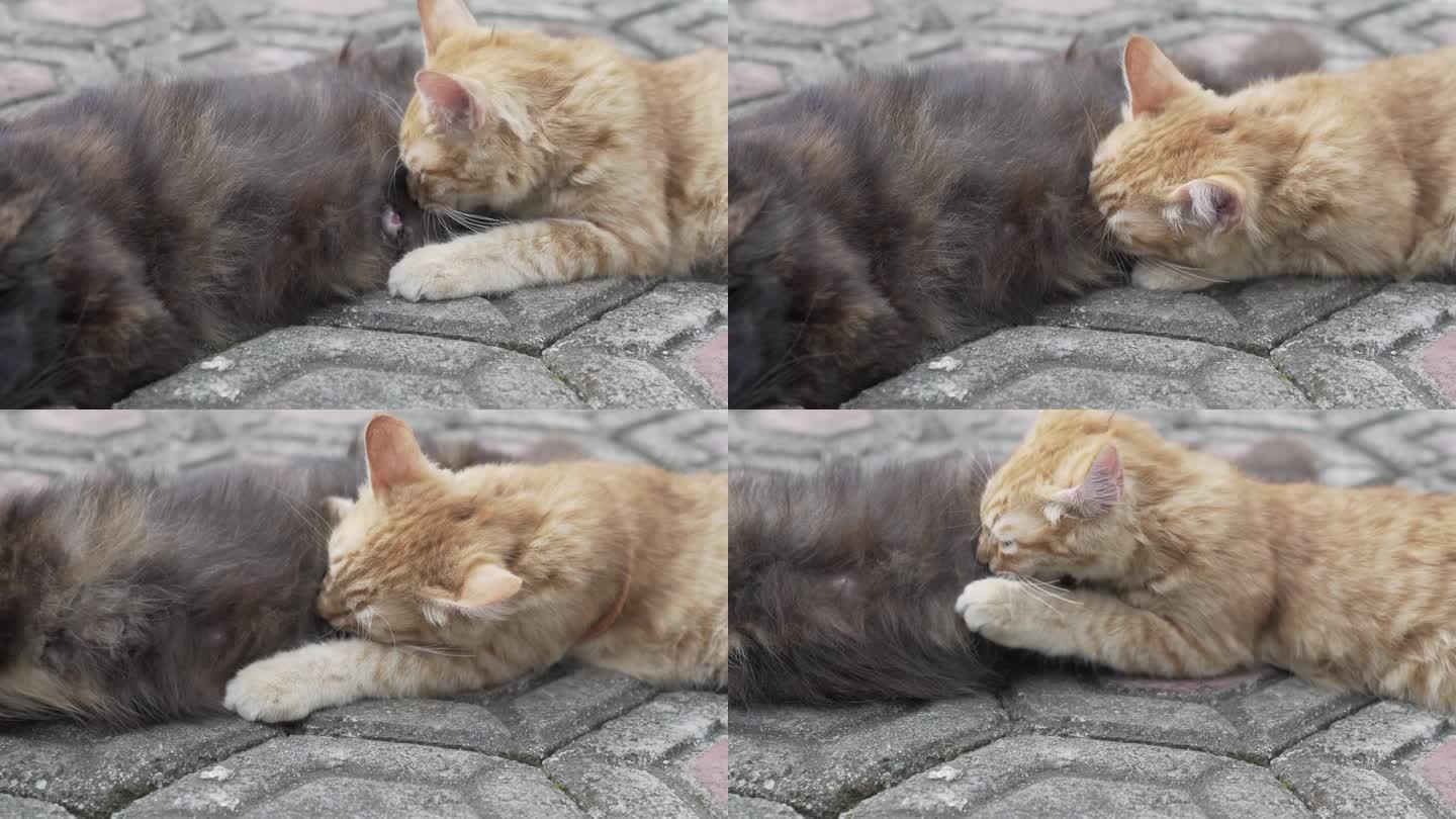 好看大猫视频素材网站_大猫视频播放器