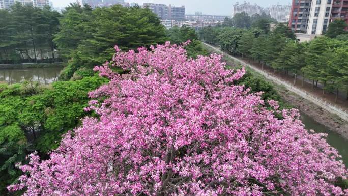 美丽异木棉花，又叫美人花