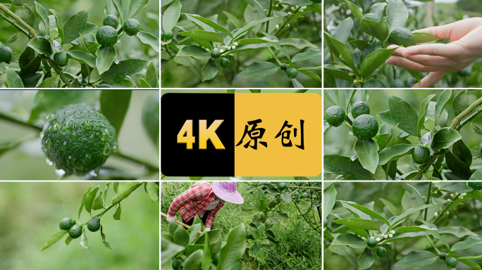 脆蜜金桔 果园 果农 青桔