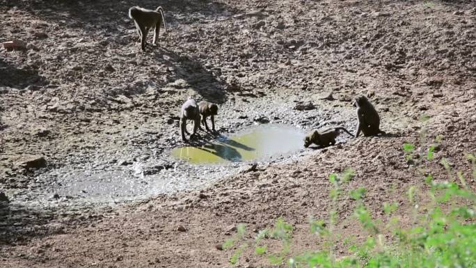 一大群狒狒聚集在水坑边喝水