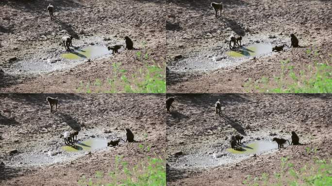 一大群狒狒聚集在水坑边喝水
