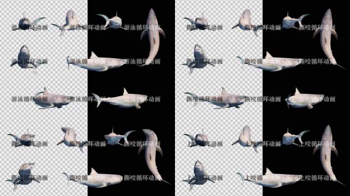 写实鲨鱼动画素材