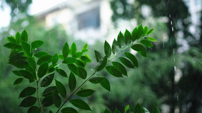 绿叶在雨中飘摆