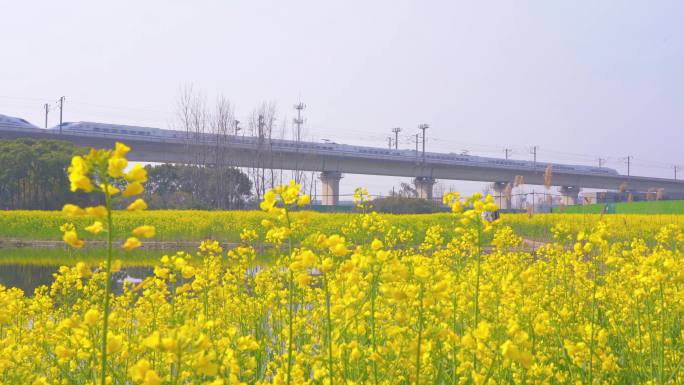 春天油菜花与高铁风景