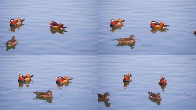 杭州西湖湖面上的鸳鸯