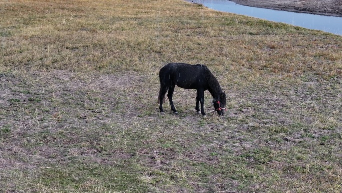 西藏阿里地区普兰县玛旁雍措湿地马群航拍
